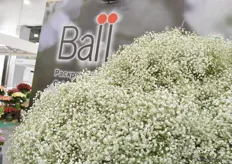 Snowball gypsophila of Ball.