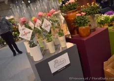 The1Rose of German breeder Kordes Roses and produced by Danish grower Rosa Danica.