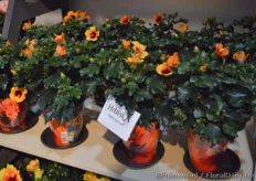 The Hibiscus Petit Sunrise of Graff Breeding is the new sister of the HibisQs Petit Orange that won the IPM Essen novelty award last year, in 2017.