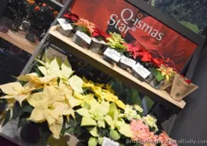 The Q-ismas Star of Graff Breeding. They added a new bright yellow poinsettia to their range.