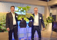 Kurt Lauwers en Alex van Os van HollandPlant zijn trots op de prestaties van hun getopte aubergineplanten.