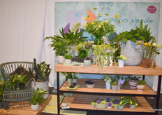 Hier de style: Impero Verde