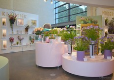 Kleurrijke paarse Freesia's