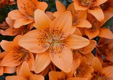 Ook de Teresina stond er goed bij in de proefkas van Onings