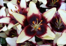 En zoals je ziet geldt hetzelfde voor de Caritiba