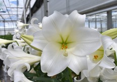 De White Ocean van Van den Bos