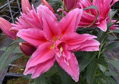 De Roselily Elena is veilig voor de witte blouse, zoals je ziet heeft ze geen stuifmeel.