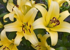 En nog een mooie rakker waar je beter niet met je witte blouse langs kunt lopen.