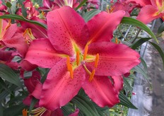 De Camargue was een echte Eye-Catcher.