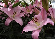 Ook de Monsano stond er erg mooi bij.