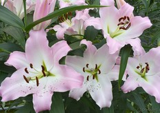 En ook de Maurya was erg gevaarlijk voor de blouse en de hooikoorts patiënt. Maar ook erg mooi!