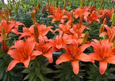 Winning Joy doet eer aan haar naam want ik word hier gewoon vrolijk van. :)