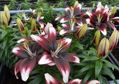 En ook de Panda Joy doet je wat met haar mooie kleuren.