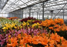 Een zee aan geuren en kleuren.