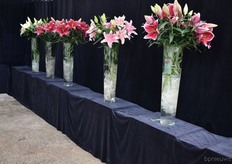 Ook hier nog een mooie reeks met lelies.