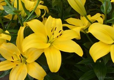 Hun Pavia uit de LA serie stond er erg netjes bij.