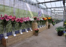 Je keek je ogen al uit voor je nog maar in de kas geweest was.