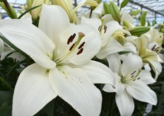 En ook de Litouwen uit de LA serie waarmee ze de Mexicaanse markt hebben veroverd stond er netjes bij, zoals je kunt zien.