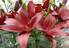 Opnieuw een uit de LA serie de Malbec. Moet je gezien hebben, met deze mooie dieprode kleur.