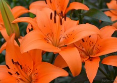 Onder andere de Tresor stond er mooi bij in de testkas van Royal van Zanten.