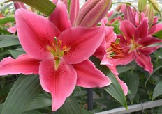 Ook de Barossa deed de kas mooi kleuren.