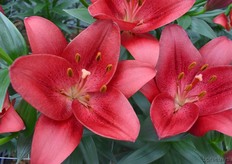 En de Redstone doet haar naam ook eer aan.