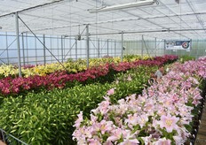 Ook hier keken mensen hun ogen uit en op een baantje na staat alles geweldig mooi in de bloei.