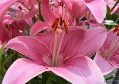 De Sylt was erg mooi en stond er sierlijk bij