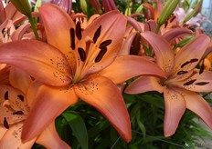 Hierbij moet je toch gelijk denken aan een mooie zonsondergang, vandaar ook de naam Sunset.