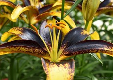 Deze eye-cather is de Lionheart!