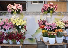 Een aantal mooie arrangementen.