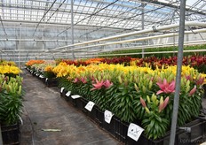 De potlelies stonden er mooi bij en groeien wereldwijd aan populariteit, zo werd verteld.