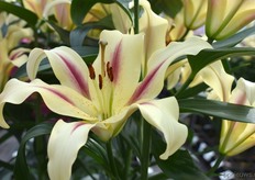 Hier zie je de Nymph.