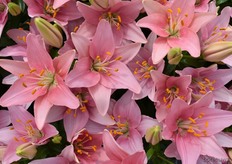 En ook de Tiny Icon stond er sierlijk bij.