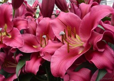 Hier zie je een proef die de test goed heeft doorstaan als je het mij vraagt, de Carbonero.