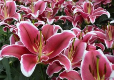 Dit is de Fuenta, wat een sierlijke bloem.