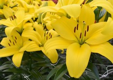 Er werd ERG enthousiast gereageerd door o.a. Engelse klanten op de mooie volle gele kleur. Dit is nog een naamloos plaatje, een van de noviteiten.