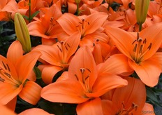 En nog een noviteit zonder naam maar zeker niet zonder karakter!