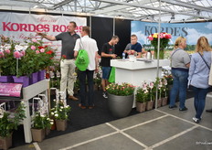 Een lekkere volle stand vij Kordes Roses.