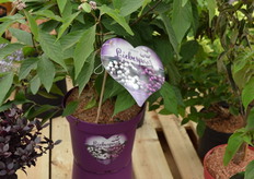 En nog een noviteit bij Stolwijk - dit 'Liebespaar', een paarse en een witte bes samen in een pot.