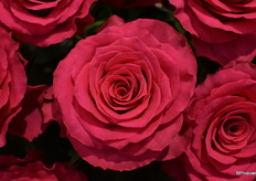 Dit is de Hotspot van de Keniaanse kweker Niep, gerepresenteert door Fresco Flowers