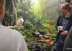 Een mooi beestje, die kakatu van Amazone Plant, maar ook een die heeft doorgestudeerd voor brandalarm