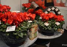 Rondom een deel van het assortiment bouwt Morel het thema 'Rebelle', naar het model van de ruige motorliefhebber