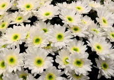 De nieuwe chrysant van Vitaflor, Life.