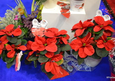 De Christmas Mouse, een kerstster met ronde i.p.v. spitse bladeren. Deze geinige vondst werd vorig jaar al gepresenteerd maar moest even verwerkt worden door de wat conservatief ingestelde kwekers, maar nu wordt hij dan toch opgepakt.