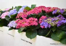 The double flowering hydrangeas of HBA at the booth of Kötterheinrich.
