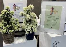 The variety also won the award for best novelty in the category flowering houseplants and also the award for best novelty over all the categories at the IPM this year.