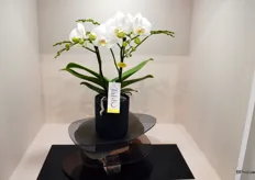 Een nieuw concept bij Opti-flor, de Tablo. Zoals direct te zien zijn de voornaamste kenmerken grote bloemen en een compacte bloei.