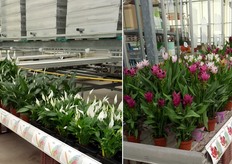 Tot slot nog een kleine blik in de presentatie van KP Holland (foto's ons toegezonden door Pim van der Knaap). Links het Cupido Spathiphyllum assortiment, welke een aantal nieuwe kruisingen laat zien in zaairassen en weefselrassen. Het donkere blad en de explosie aan witte bloemen kenmerkt dit assortiment, waar stuifmeelvrije rassen hard aan de weg timmeren!Rechts is het Siam Curcuma assortiment te zien, welke steeds uitgebreider wordt. Opvallend is de groeiende mogelijkheid om deze van origine grote potplant in een compact tafelmodel te telen. Daarbij groeit de diversiteit in kleuren.