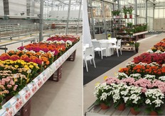 KP Holland toont haar vernieuwde Rosalina Kalanchoë assortiment. Waar dubbelbloemig de hoofdmoot is, maar ook enkelbloemige noviteiten niet ontbreken. Het vernieuwde assortiment onderscheidt zich in een korte teeltduur en een prachtig bloemscherm.